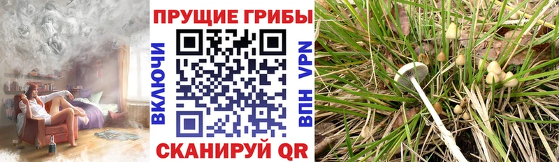 кракен tor  Калязин  Псилоцибиновые грибы ЛСД 